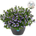 Bild von HP27 o.kl. Scaevola bleu